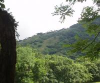 Primera siembra de Teca y Caoba en Finca Totobe