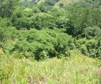 Primera siembra de Teca y Caoba en Finca Totobe