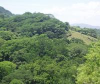 Primera siembra de Teca y Caoba en Finca Totobe