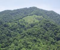 Primera siembra de Teca y Caoba en Finca Totobe