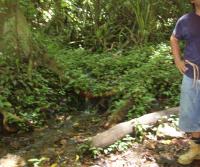 Primera siembra de Teca y Caoba en Finca Totobe