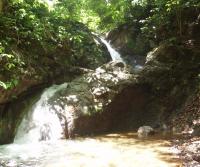Primera siembra de Teca y Caoba en Finca Totobe