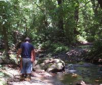 Primera siembra de Teca y Caoba en Finca Totobe