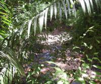 Primera siembra de Teca y Caoba en Finca Totobe
