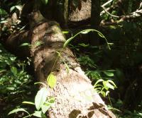 Primera siembra de Teca y Caoba en Finca Totobe