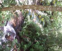 Primera siembra de Teca y Caoba en Finca Totobe