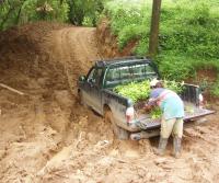 Siembra de Teca 2005