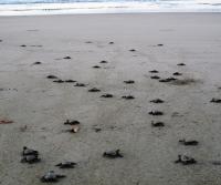 Tortugas in San Miguel January 2011
