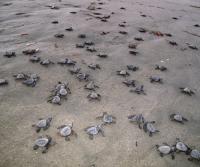 Tortugas in San Miguel January 2011