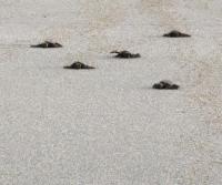 Tortugas in San Miguel January 2011